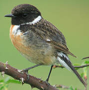 European Stonechat