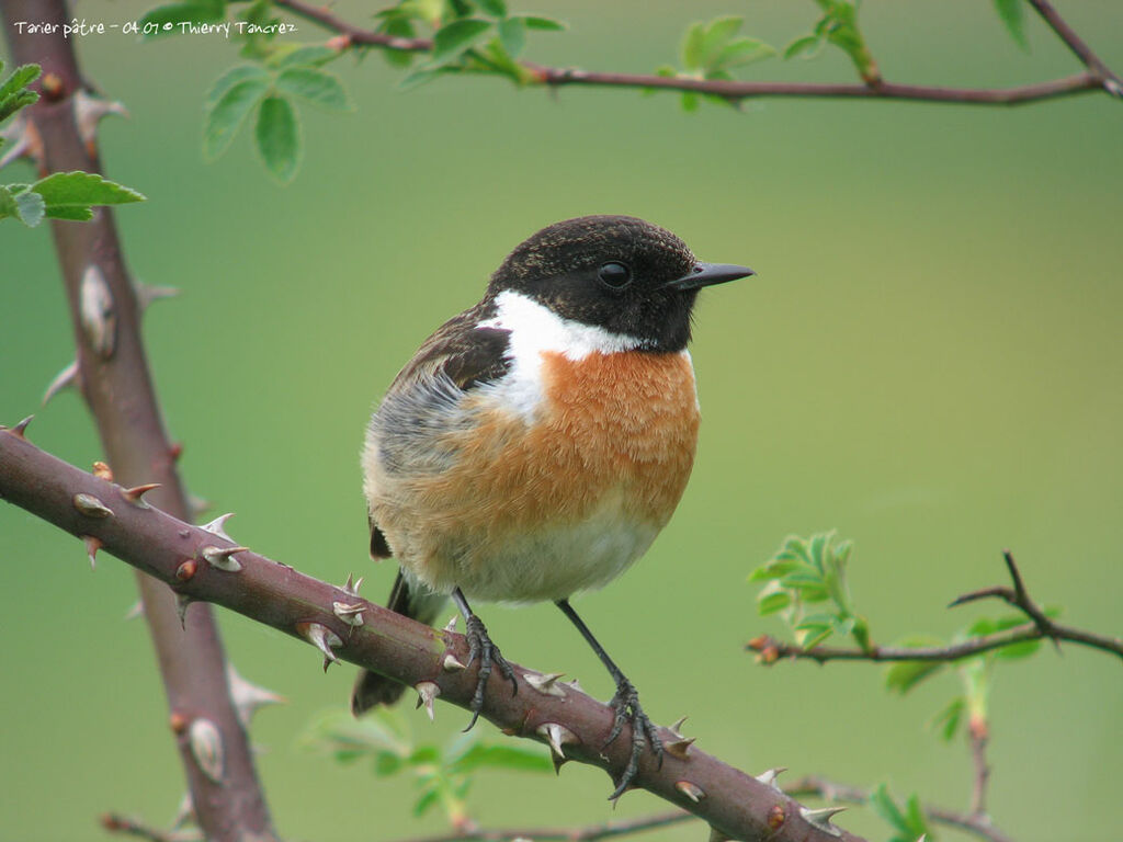 European Stonechat