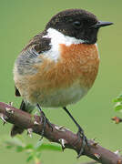 European Stonechat