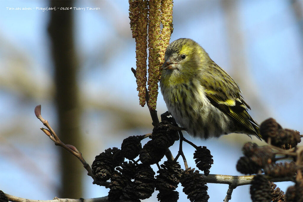 Eurasian Siskin