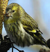 Eurasian Siskin