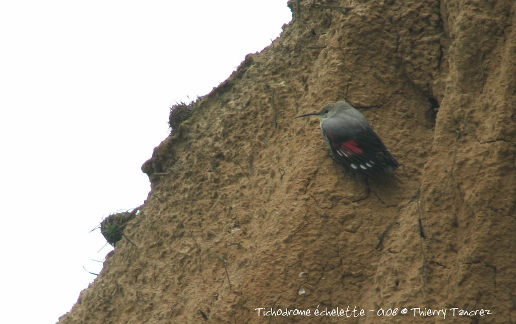 Wallcreeper