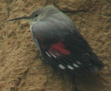 Wallcreeper