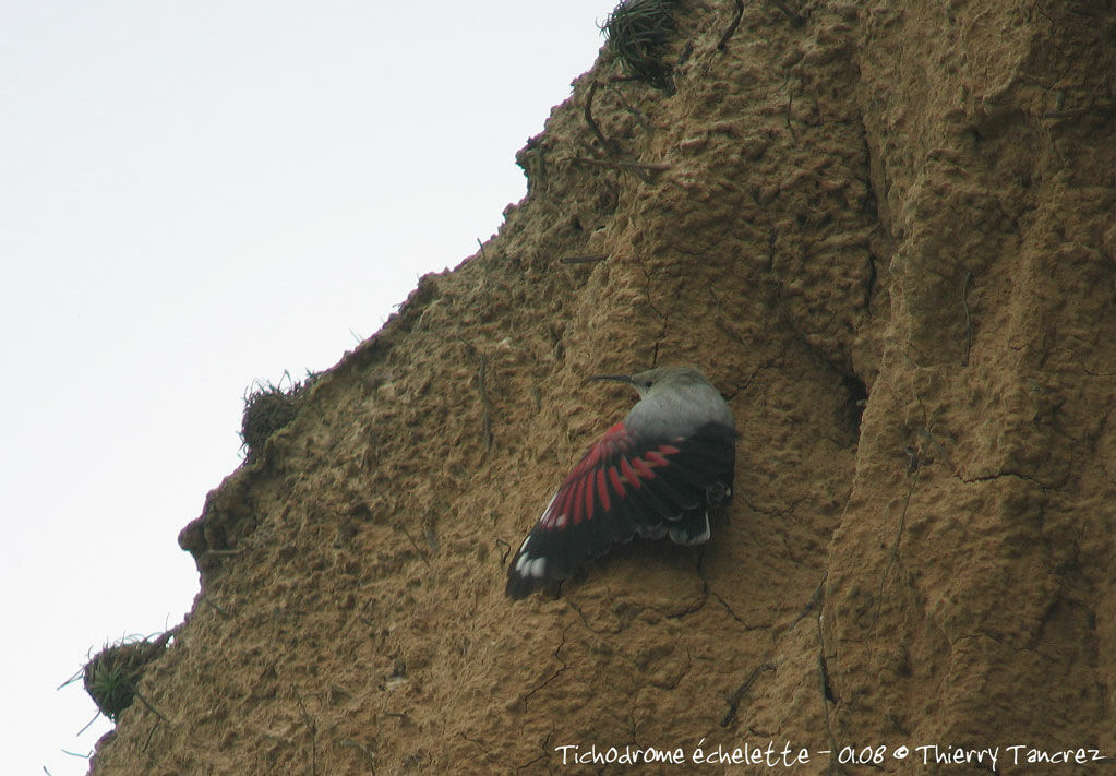 Wallcreeper