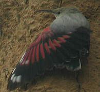 Wallcreeper