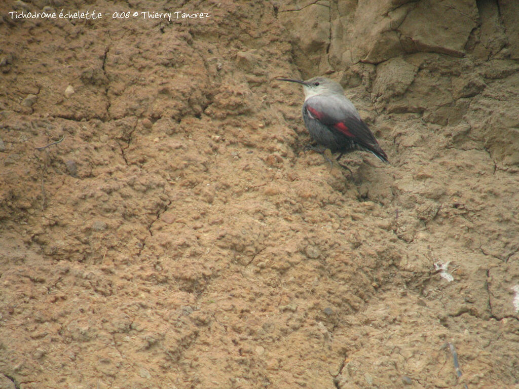 Wallcreeper