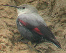 Wallcreeper