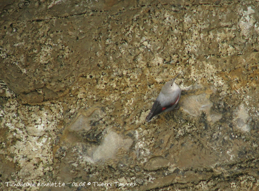 Wallcreeper