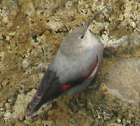 Wallcreeper