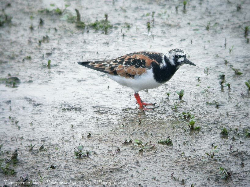 Ruddy Turnstone