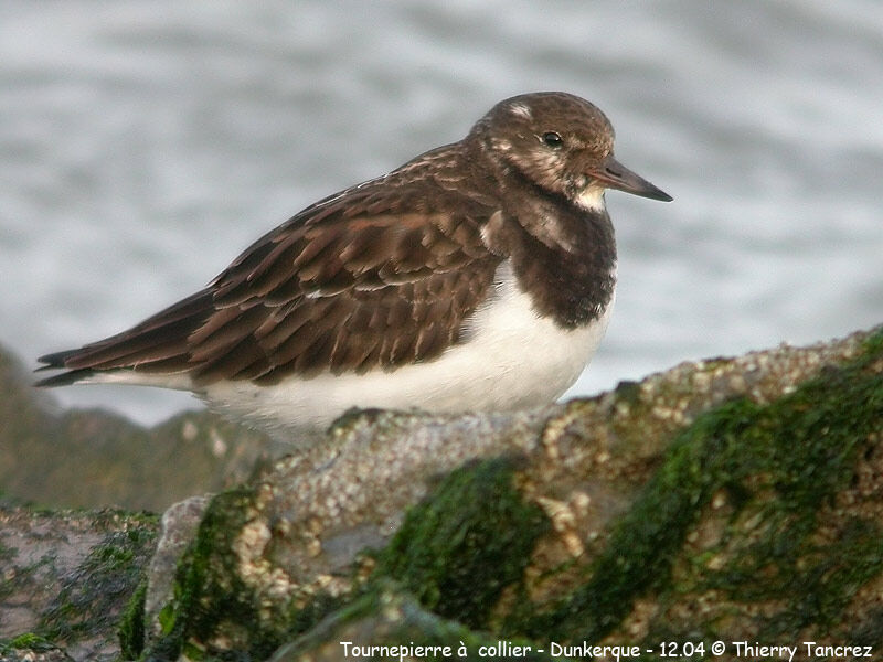 Ruddy Turnstone