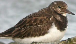 Ruddy Turnstone