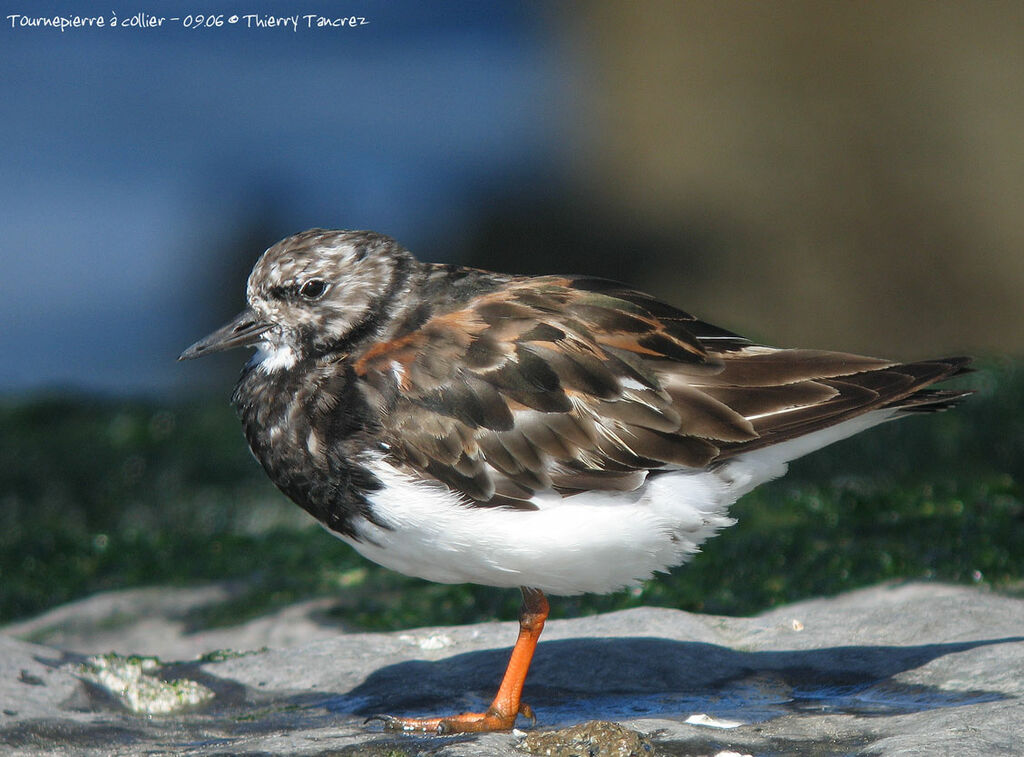 Ruddy Turnstone