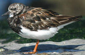 Ruddy Turnstone