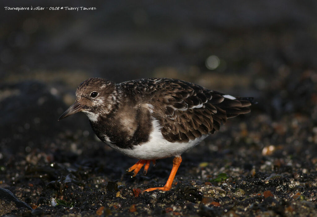 Ruddy Turnstone