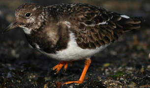 Ruddy Turnstone