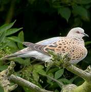 European Turtle Dove