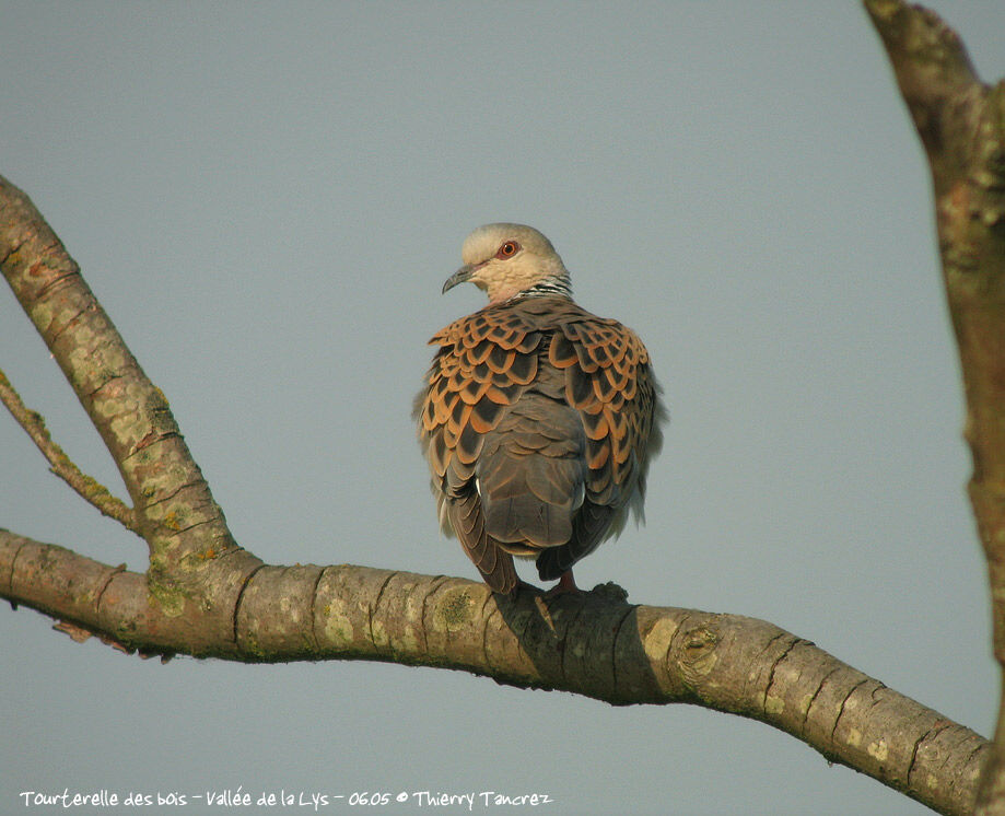 European Turtle Dove