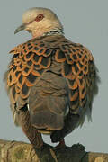 European Turtle Dove