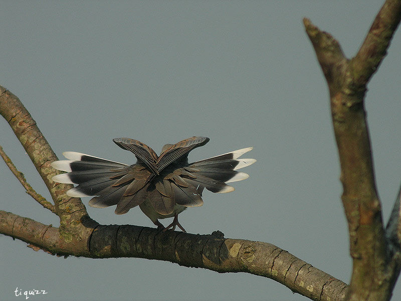 European Turtle Dove