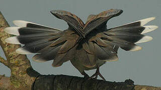 European Turtle Dove