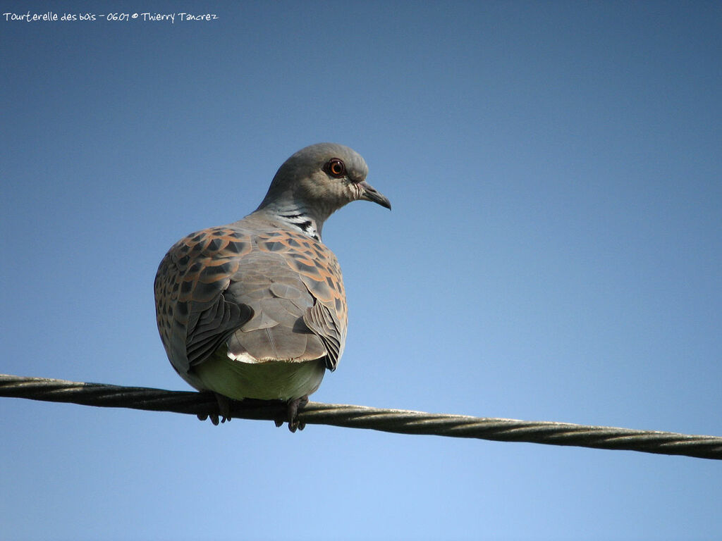 European Turtle Dove