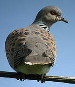 European Turtle Dove