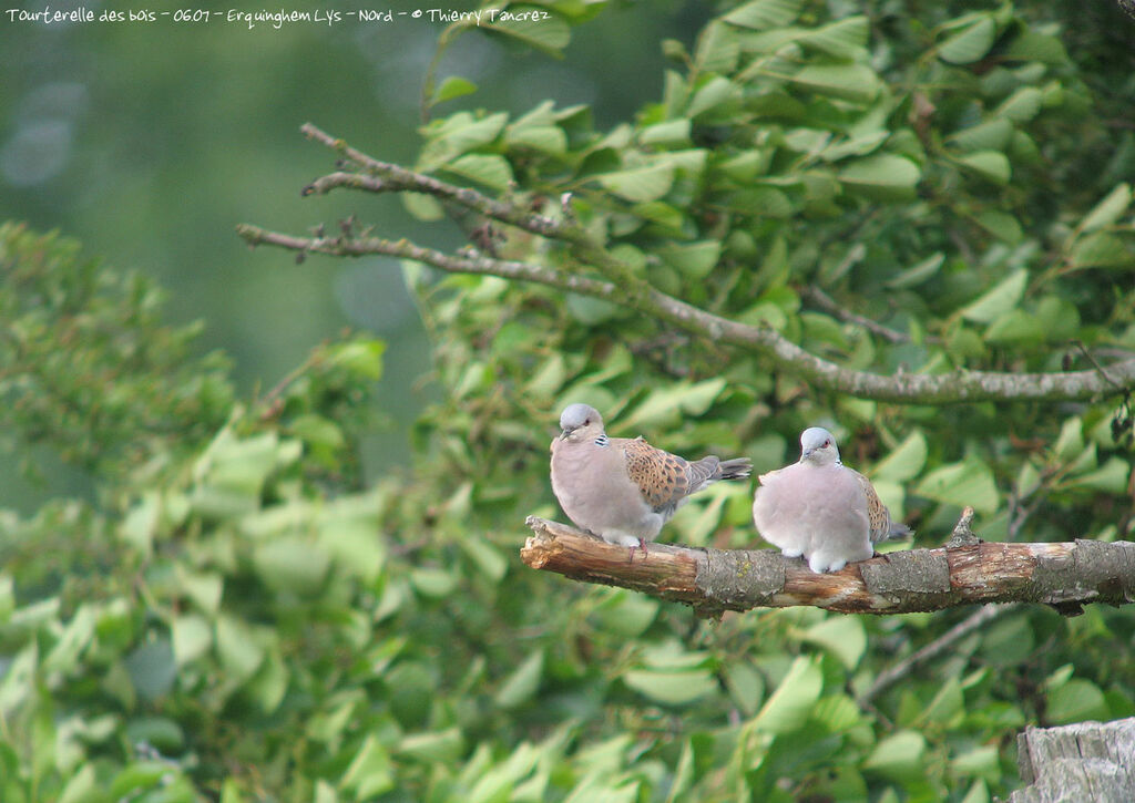 European Turtle Dove