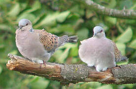 European Turtle Dove