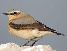 Northern Wheatear