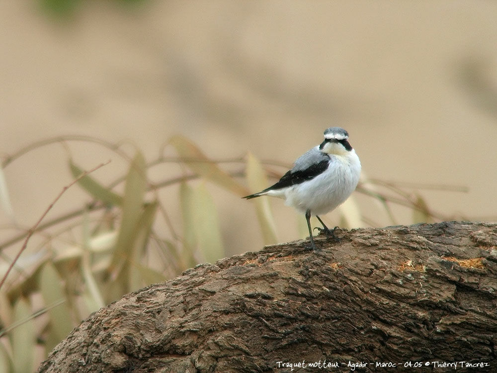 Northern Wheatear