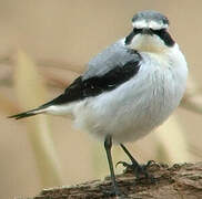 Northern Wheatear