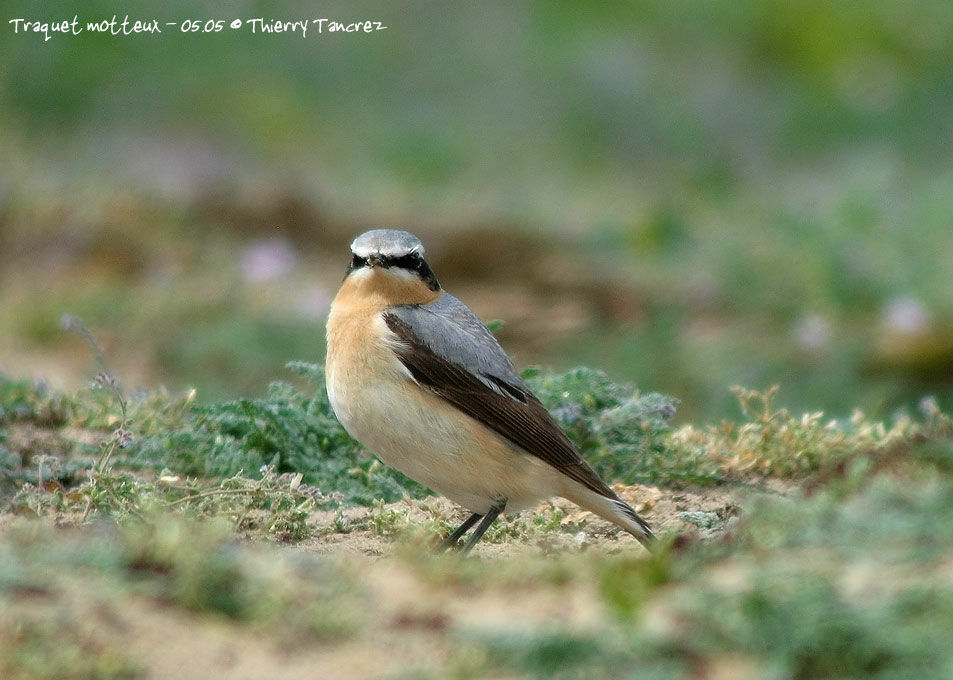 Northern Wheatear