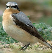 Northern Wheatear