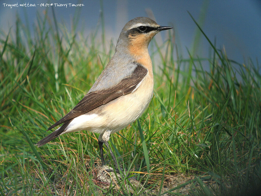 Northern Wheatear