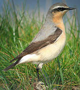 Northern Wheatear