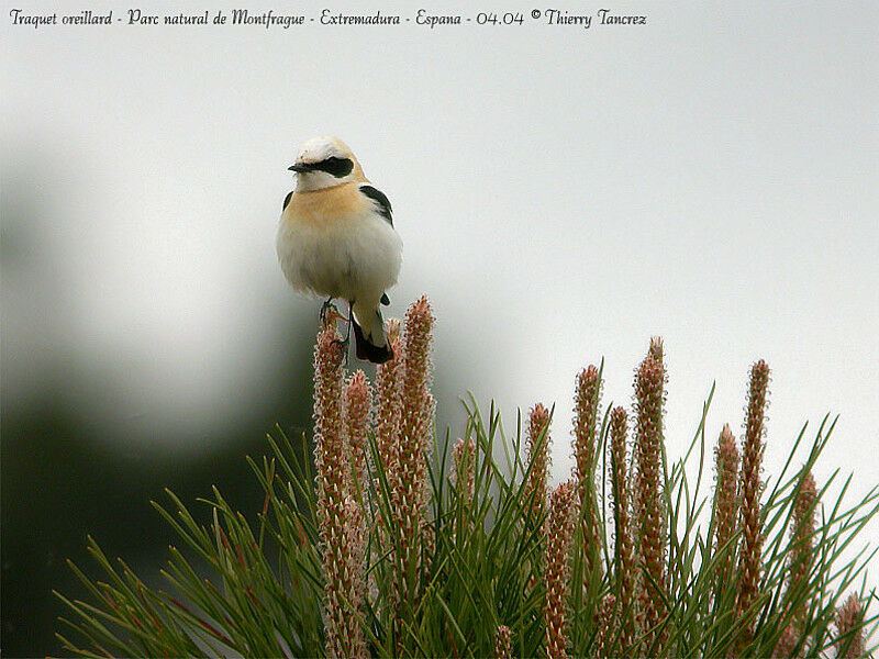 Western Black-eared Wheatear