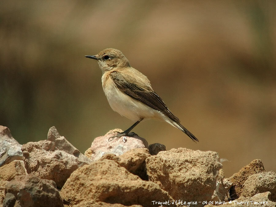 Black-eared Wheatear