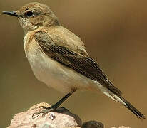 Black-eared Wheatear