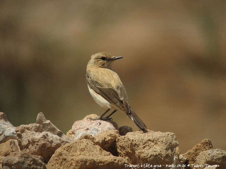 Western Black-eared Wheatear