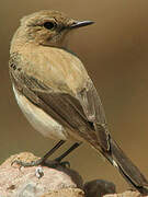 Black-eared Wheatear