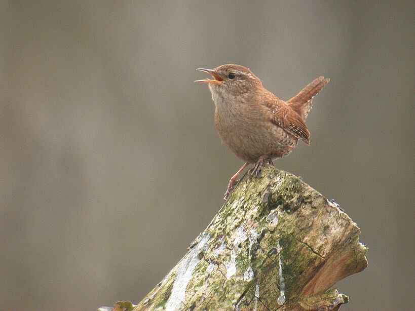 Eurasian Wren