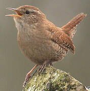 Eurasian Wren