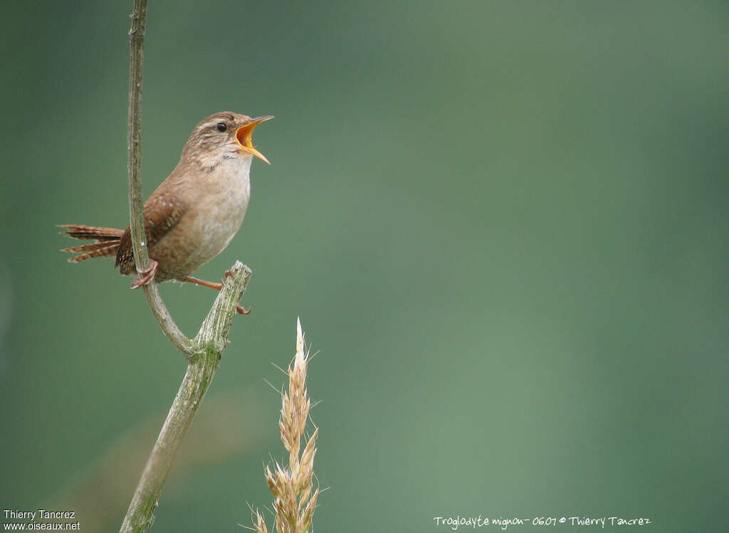 Eurasian Wrenadult, song