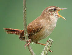 Eurasian Wren