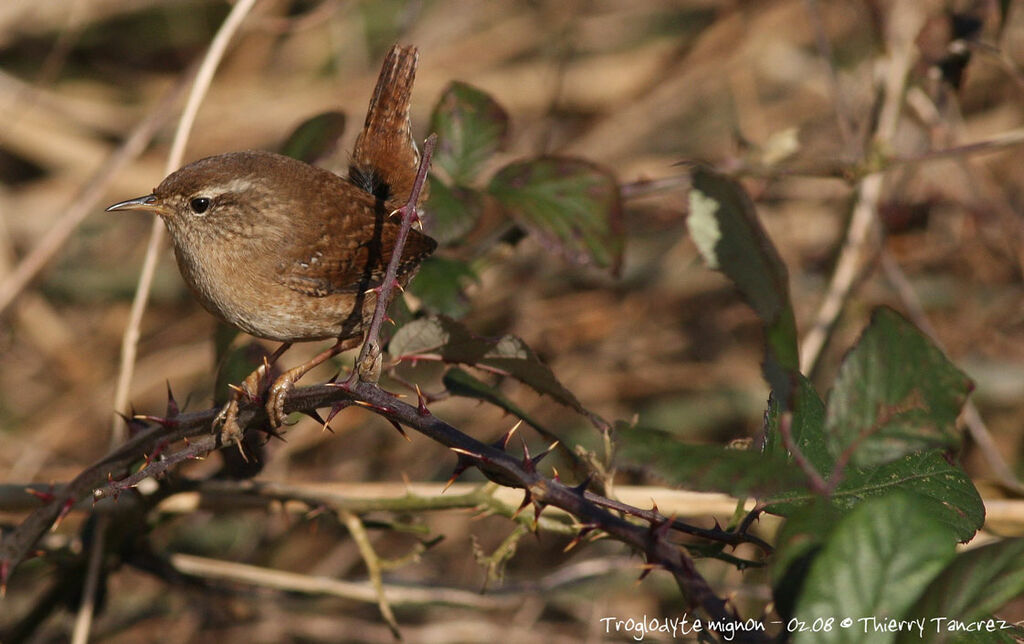 Eurasian Wren