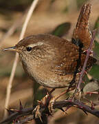 Eurasian Wren