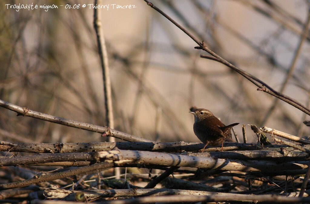 Eurasian Wren