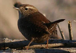 Eurasian Wren