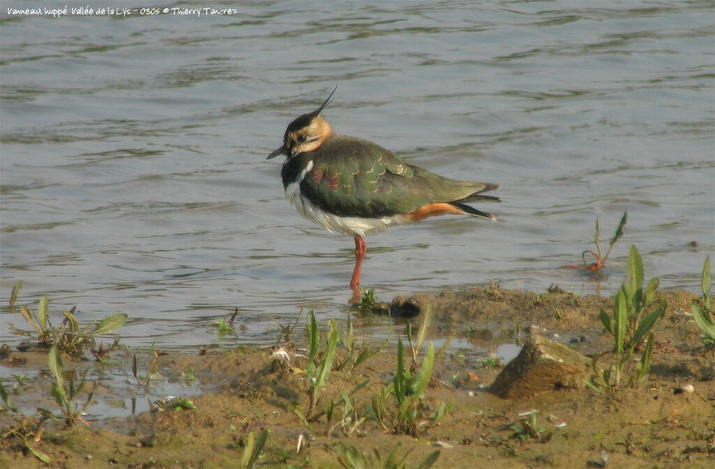 Northern Lapwing